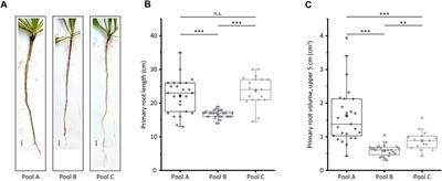 Comparative Transcriptome Analysis in Taraxacum koksaghyz to Identify Genes that Determine Root Volume and Root Length